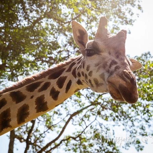 giraffa