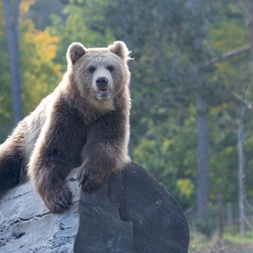 orso