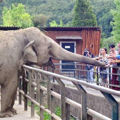 zoo di pistoia 1